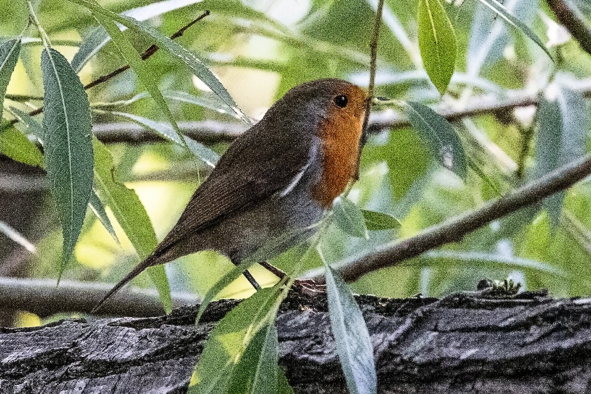 European Robin - ML639875279