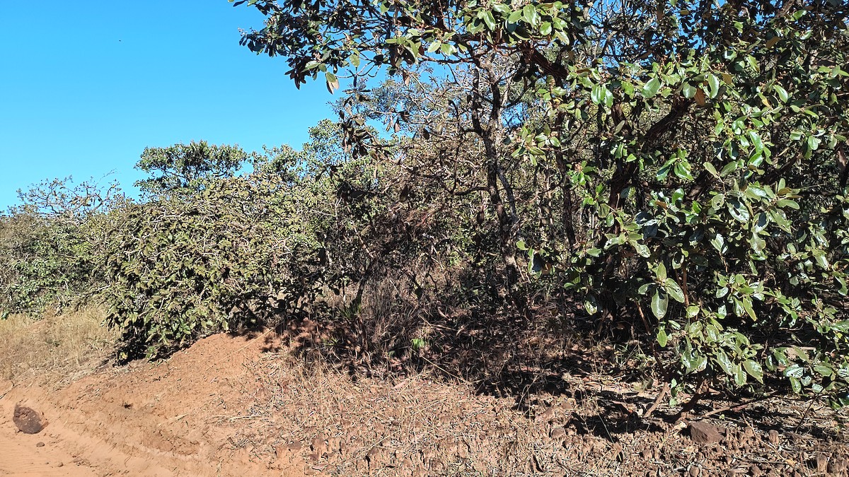null - ML639875296