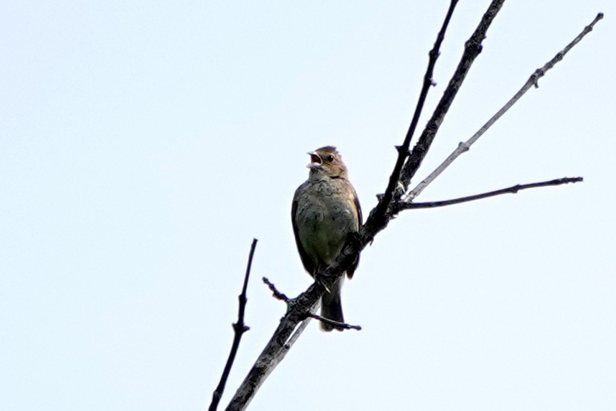 Indigo Bunting - ML639875346
