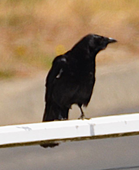 American Crow - ML639875352