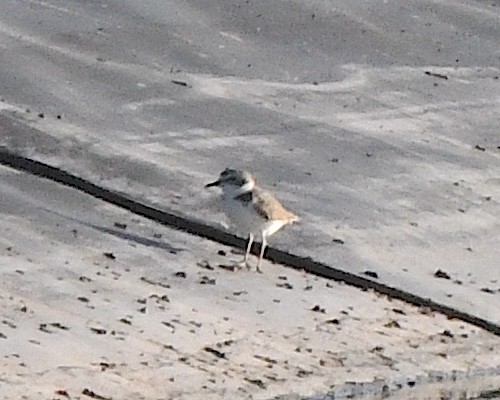 Snowy Plover - ML639875362