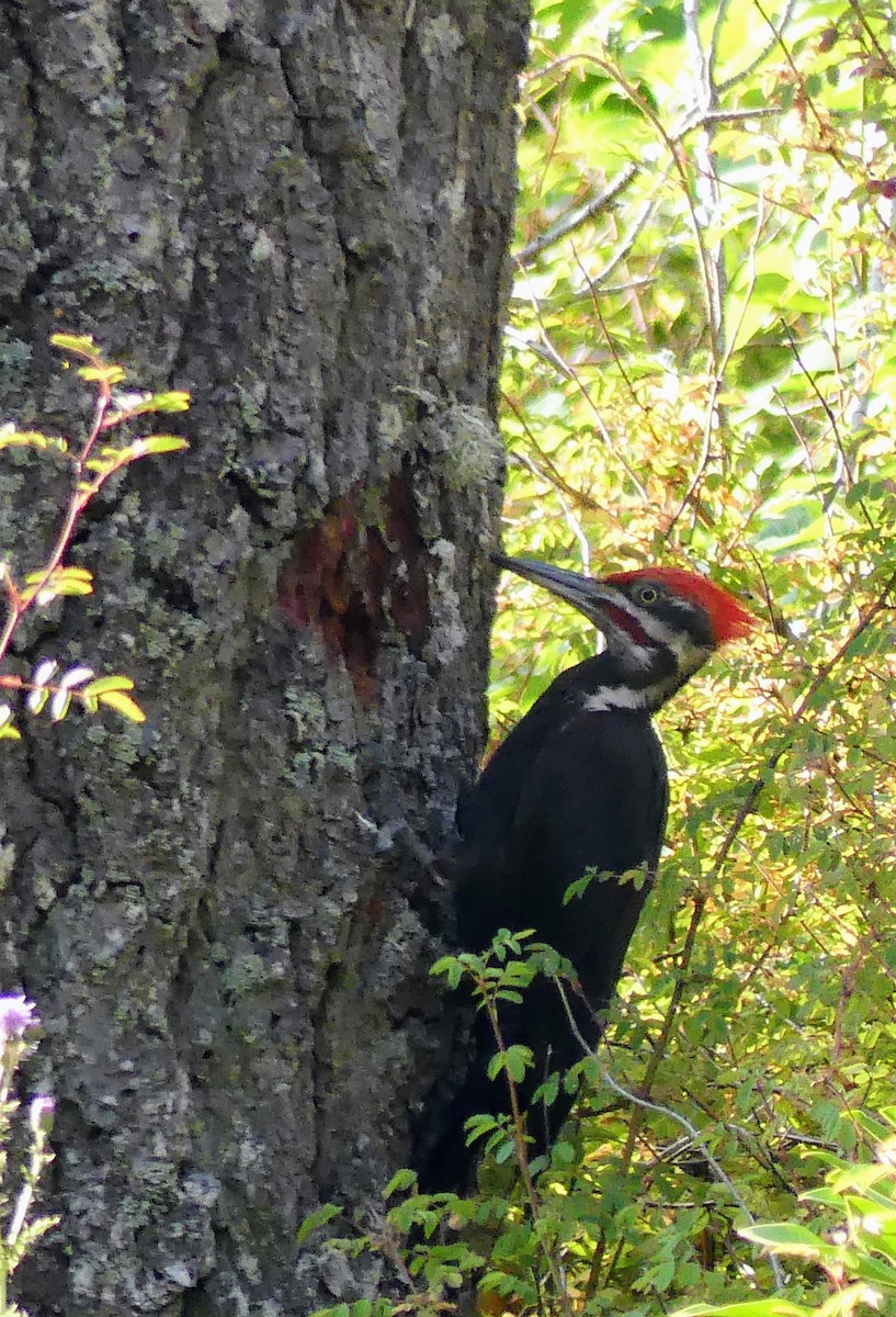 Pileated Woodpecker - ML639875432