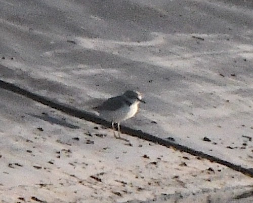 Snowy Plover - ML639875437