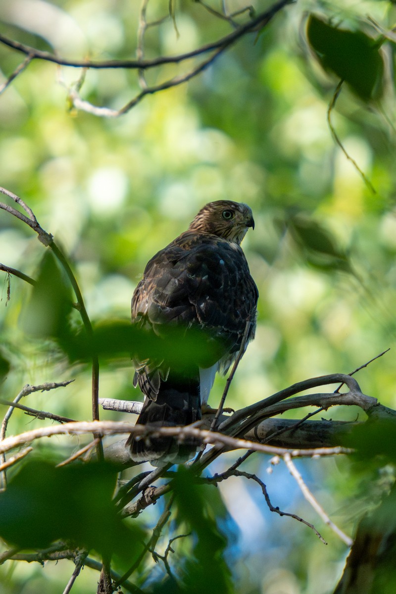 Cooper's Hawk - ML639875451
