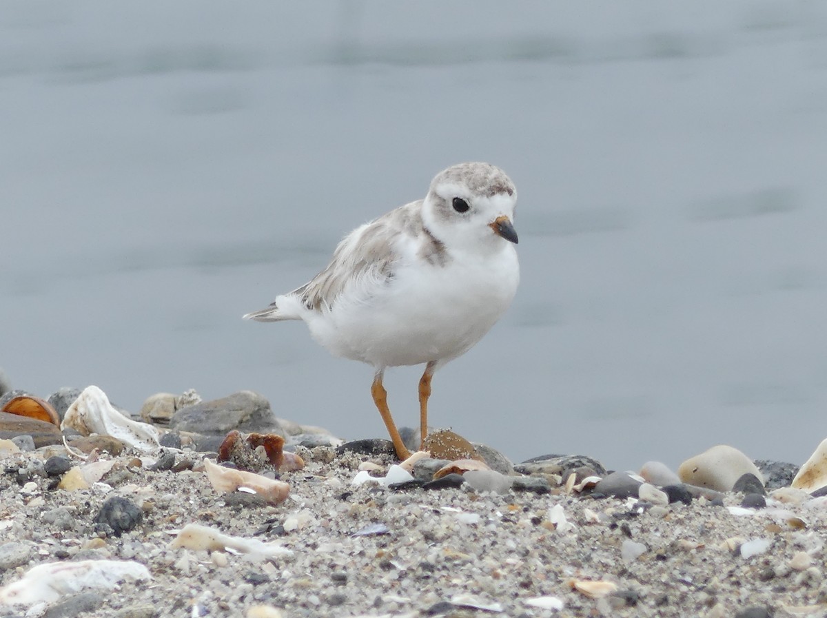 Piping Plover - ML639875480