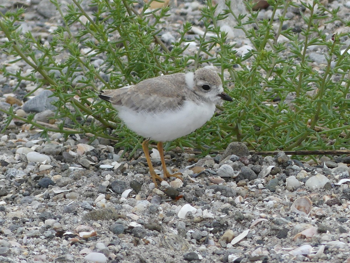 Piping Plover - ML639875481