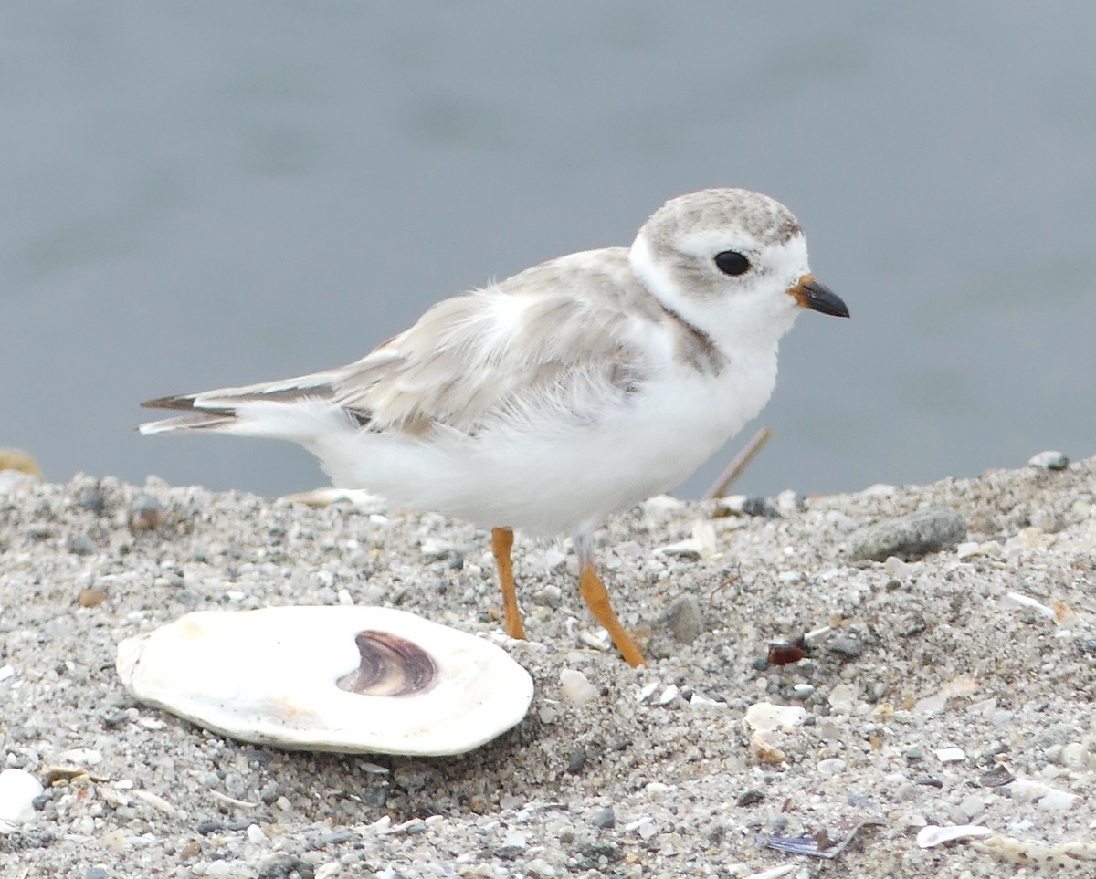 Piping Plover - ML639875482
