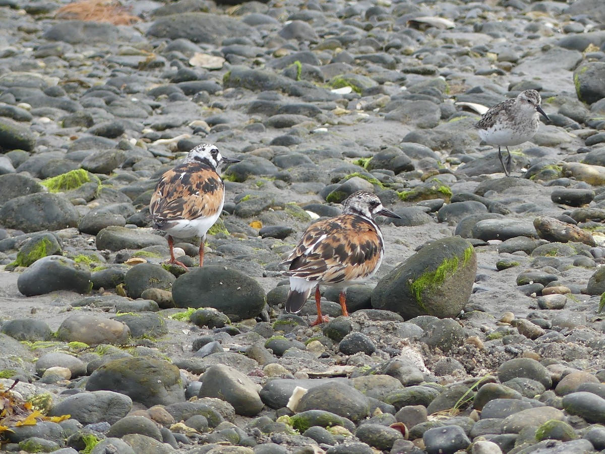Ruddy Turnstone - ML639875491