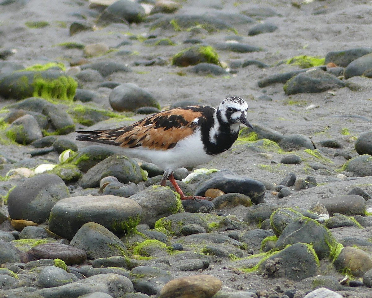 Ruddy Turnstone - ML639875492