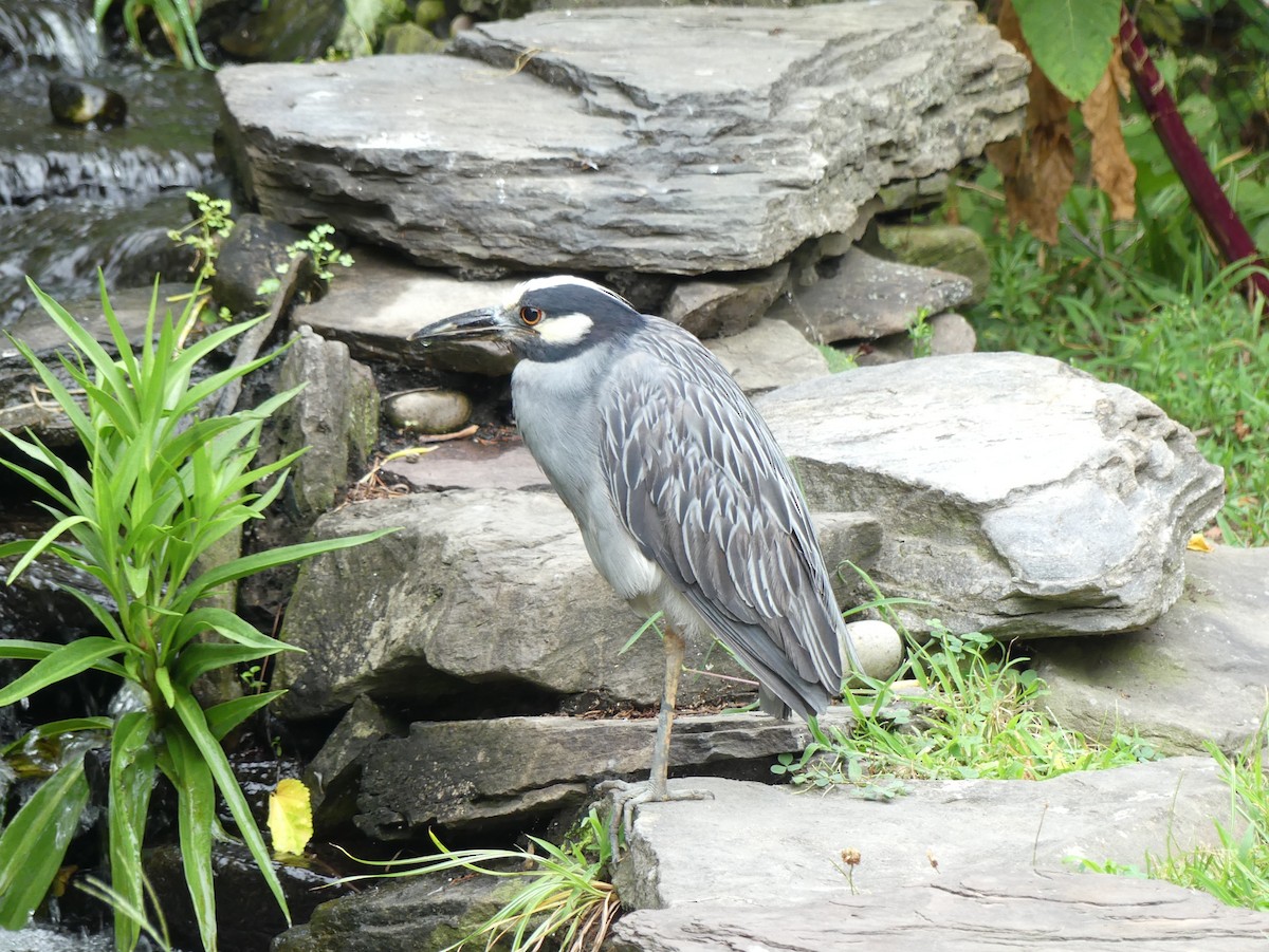 Yellow-crowned Night Heron - ML639875510