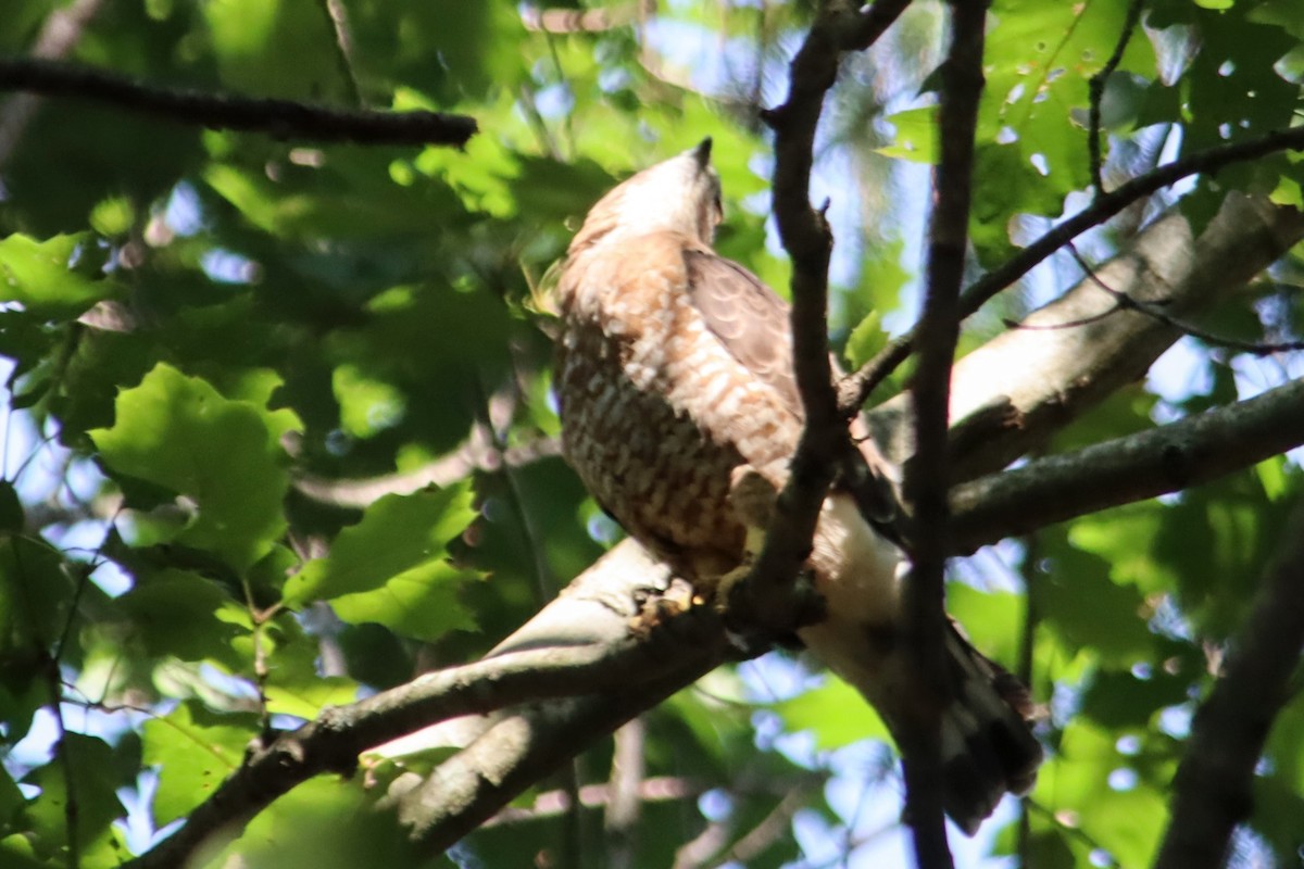 ハネビロノスリ - ML639875511