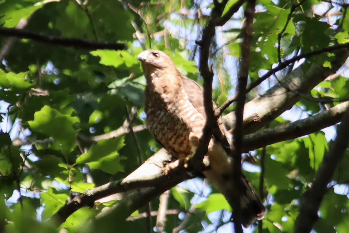 ハネビロノスリ - ML639875512