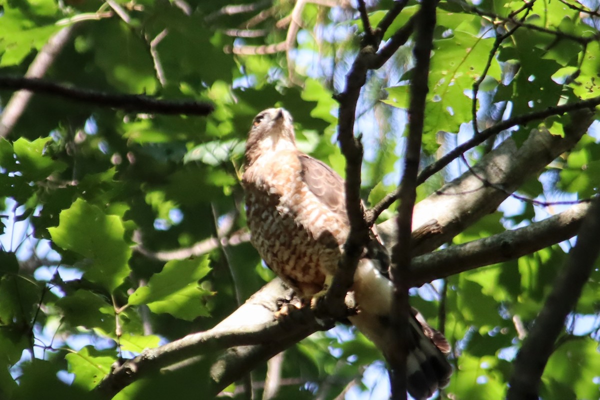 ハネビロノスリ - ML639875513