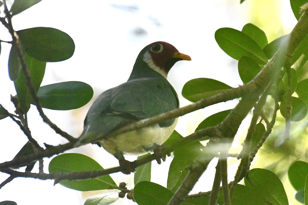 Jambu Fruit-Dove - ML639875525