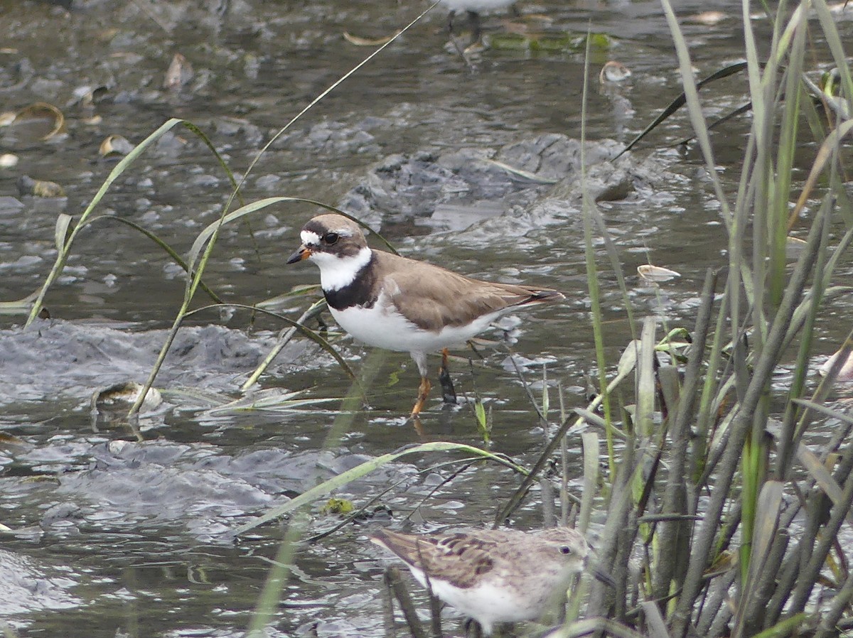 Semipalmated Plover - ML639875529