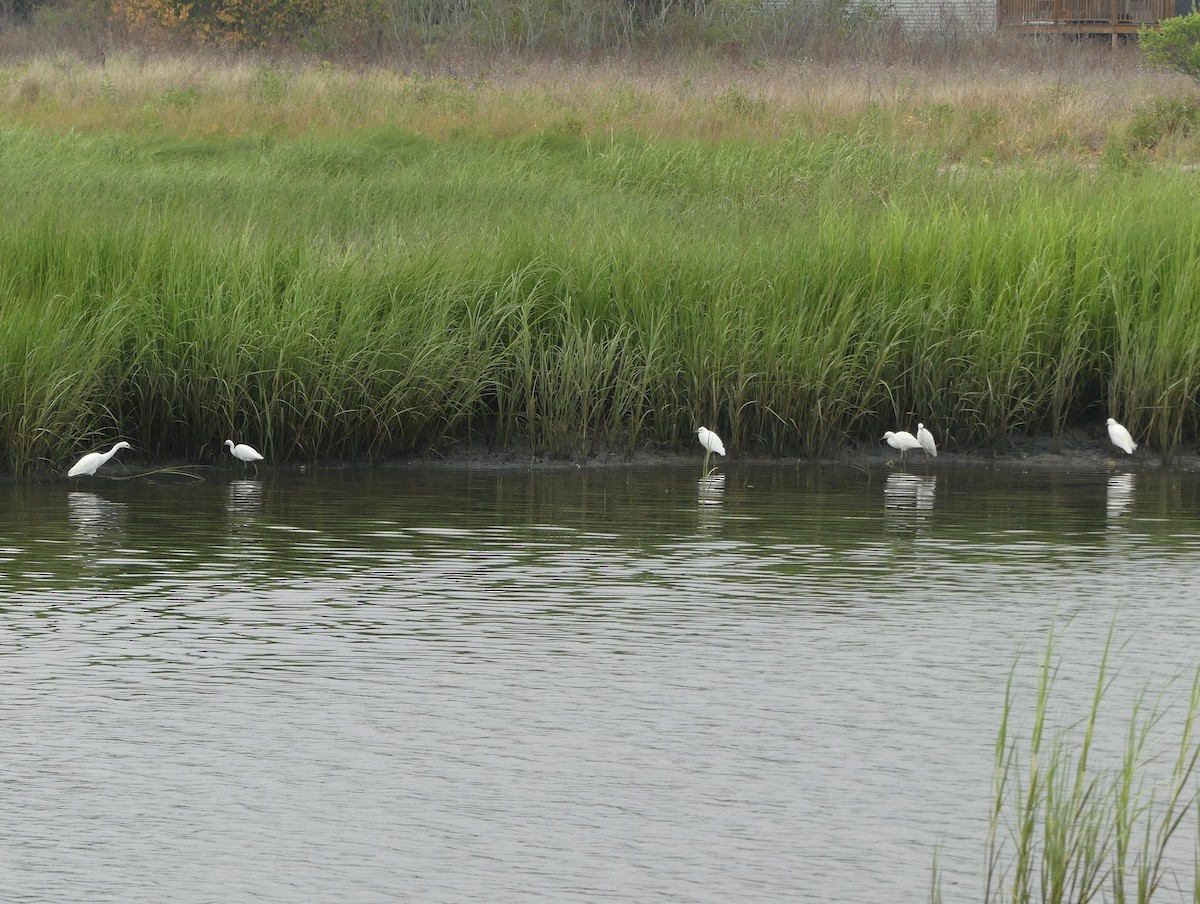 Snowy Egret - ML639875541