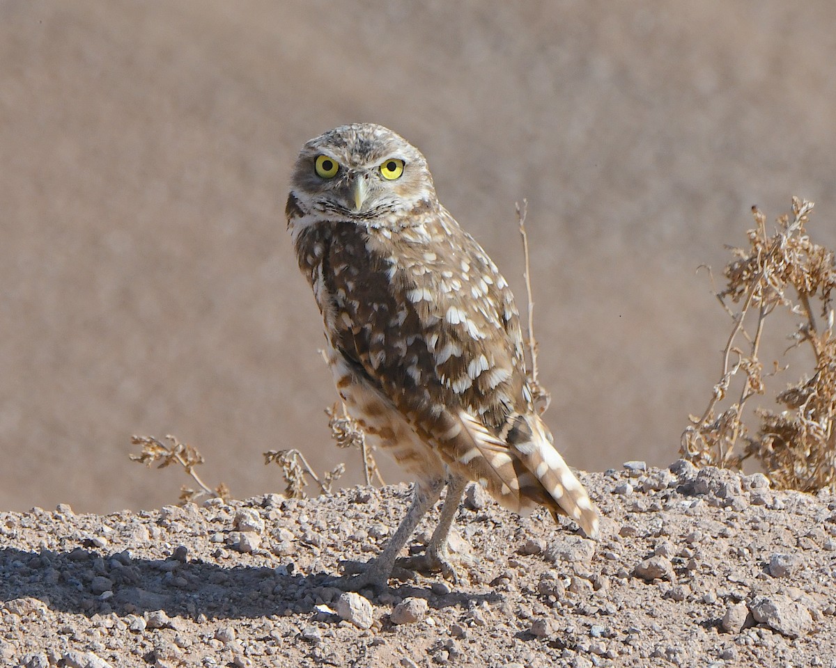 アナホリフクロウ（hypugaea／rostrata） - ML639875542