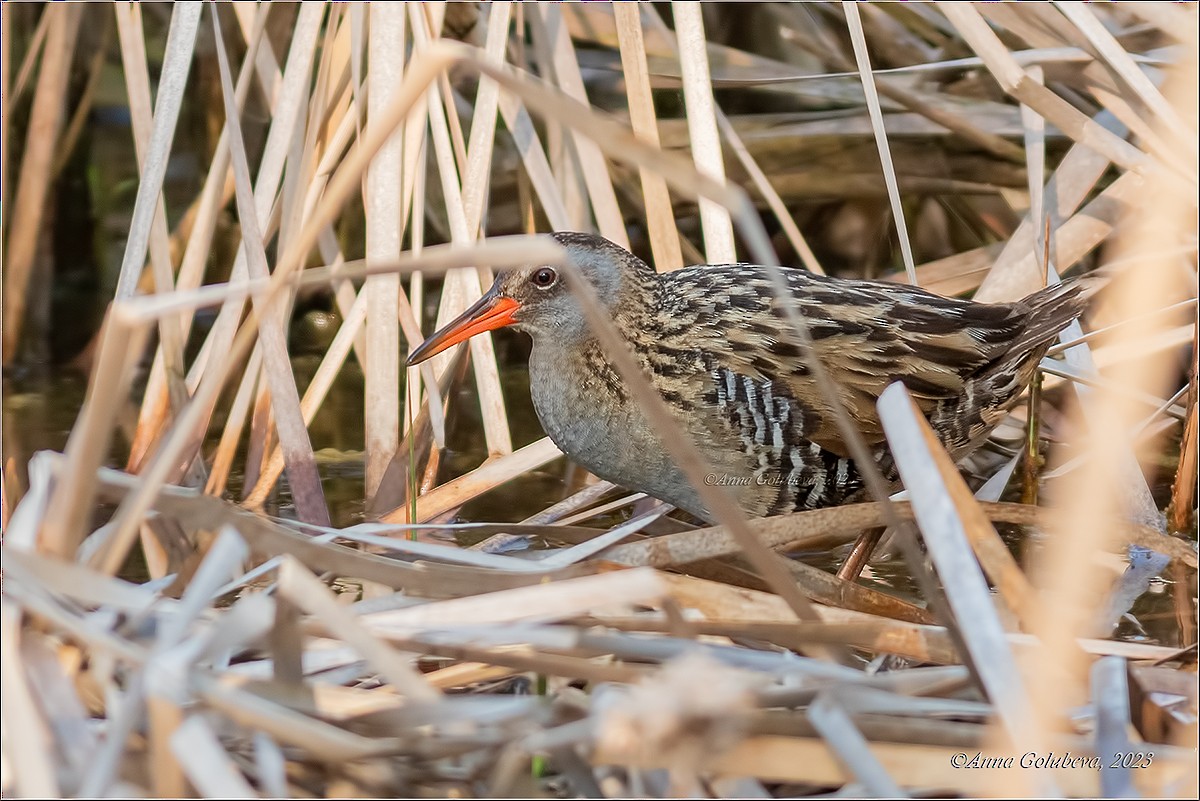 東亞秧雞 - ML639875584