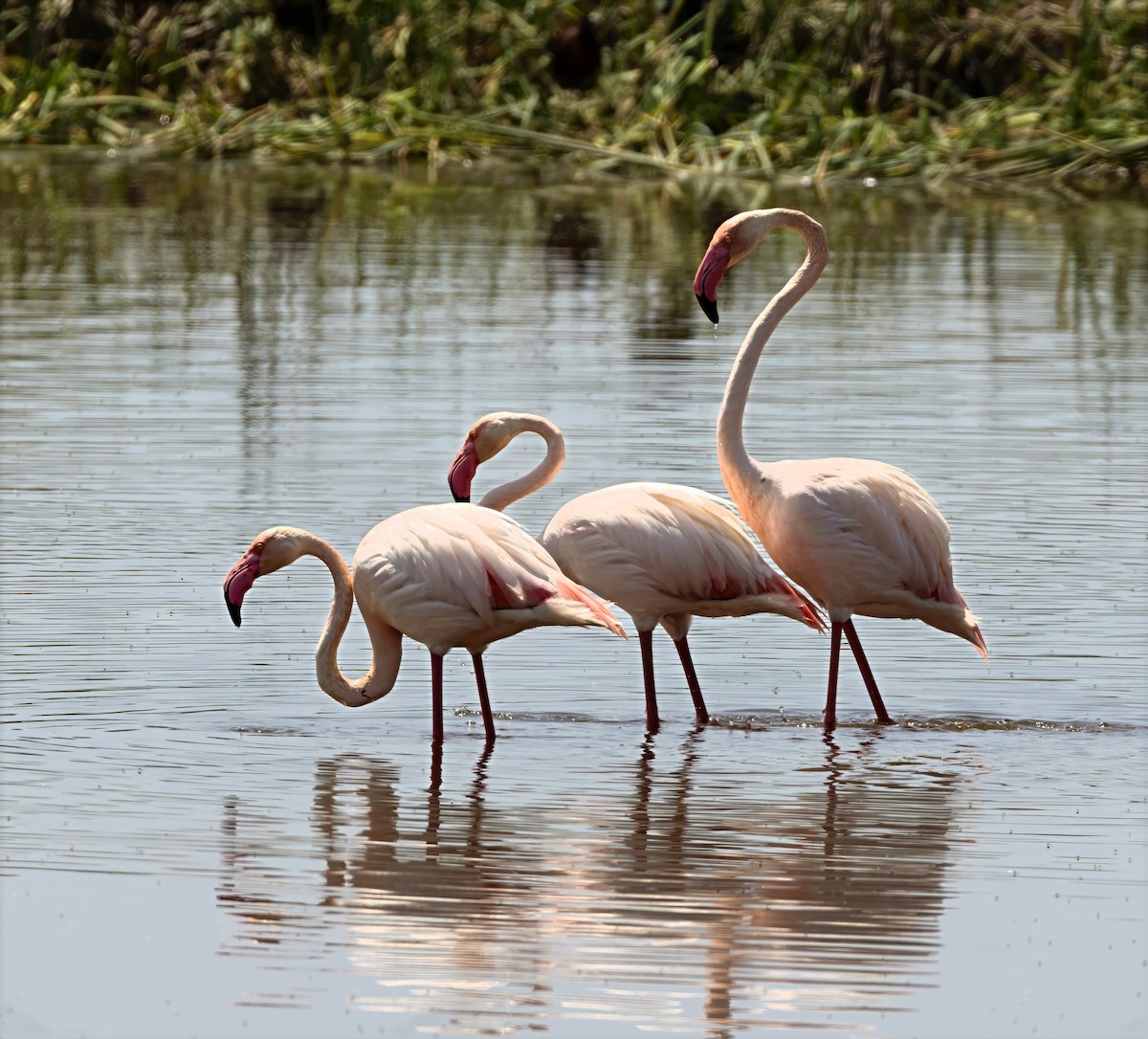 Greater Flamingo - ML639875585