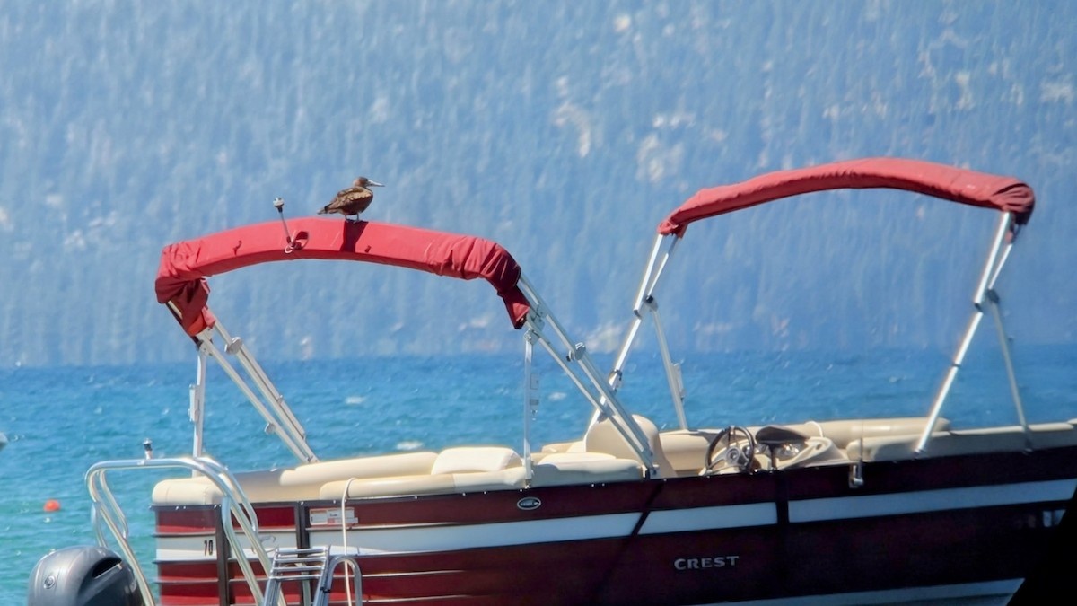 Cocos Booby - ML639875623