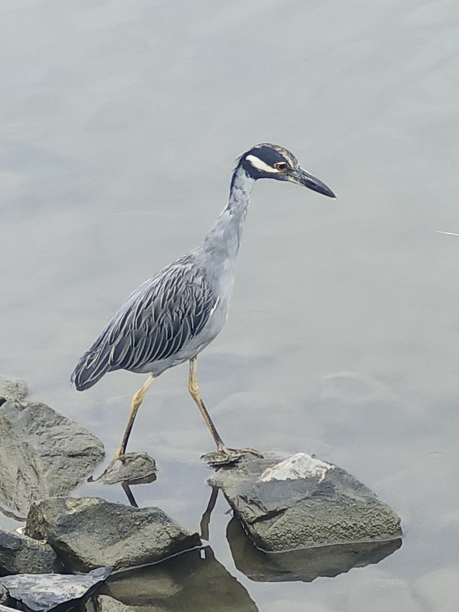 Yellow-crowned Night Heron - ML639875625