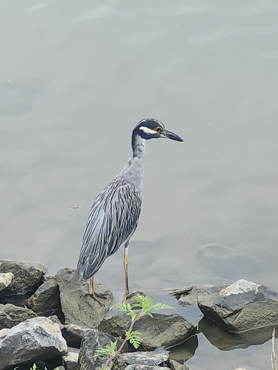 Yellow-crowned Night Heron - ML639875632