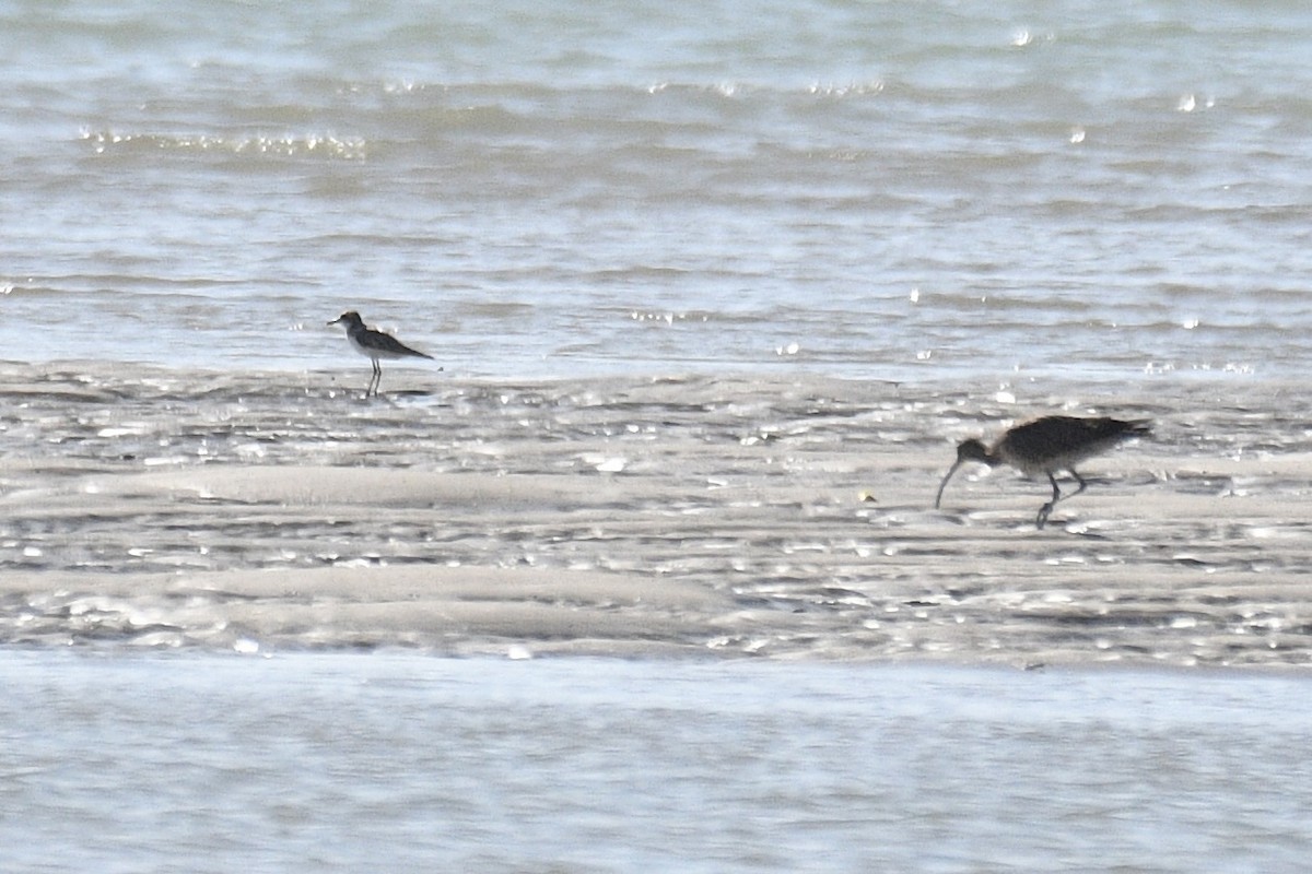 Greater Sand-Plover - ML639875634