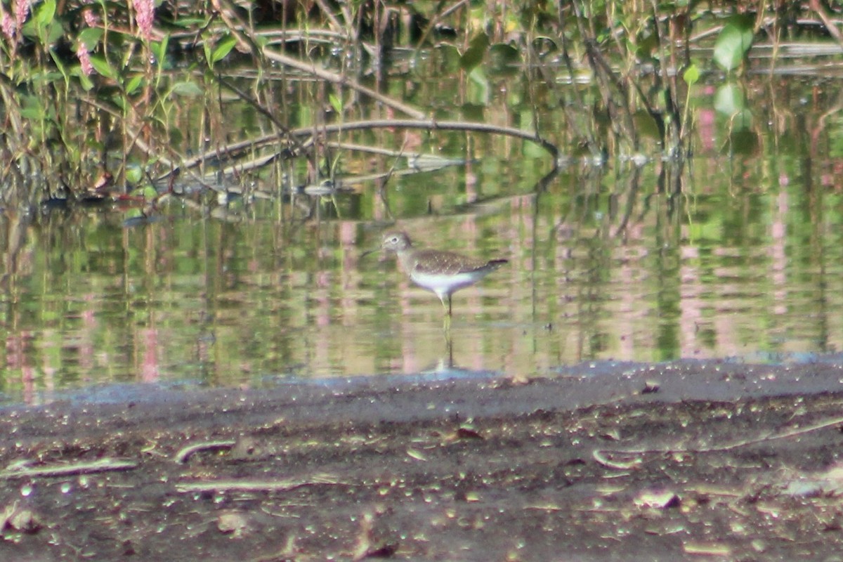 eremittsnipe - ML639875635