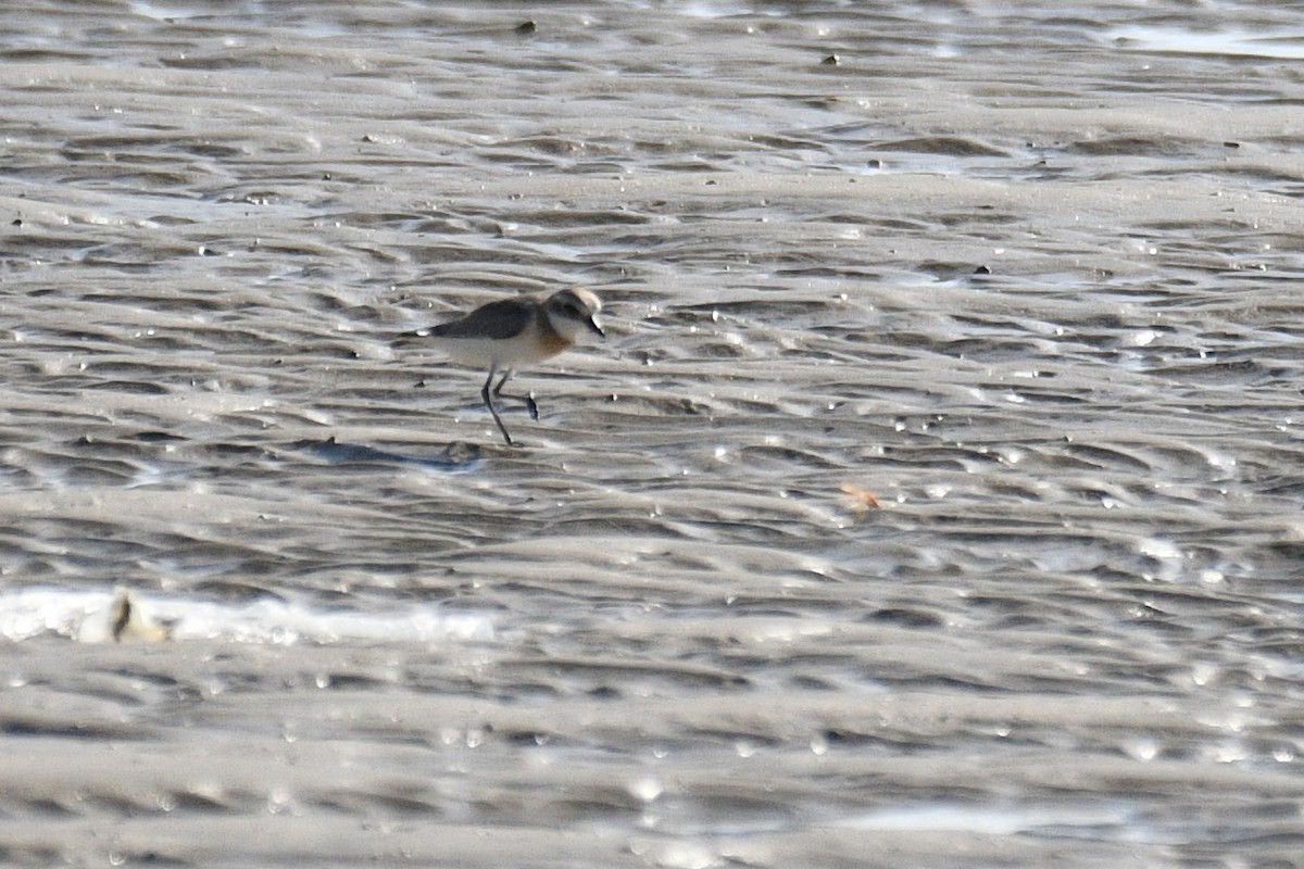 Tibetan Sand-Plover - ML639875643