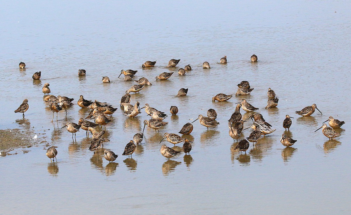 Long-billed Dowitcher - ML639875765
