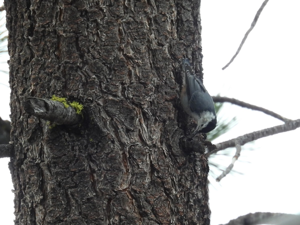 White-breasted Nuthatch - ML639875790