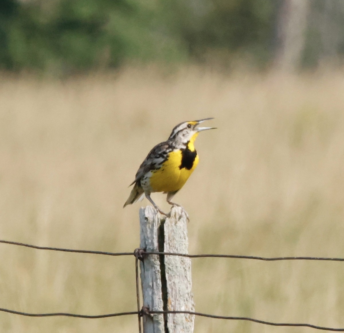 Eastern Meadowlark (Eastern) - ML639875798