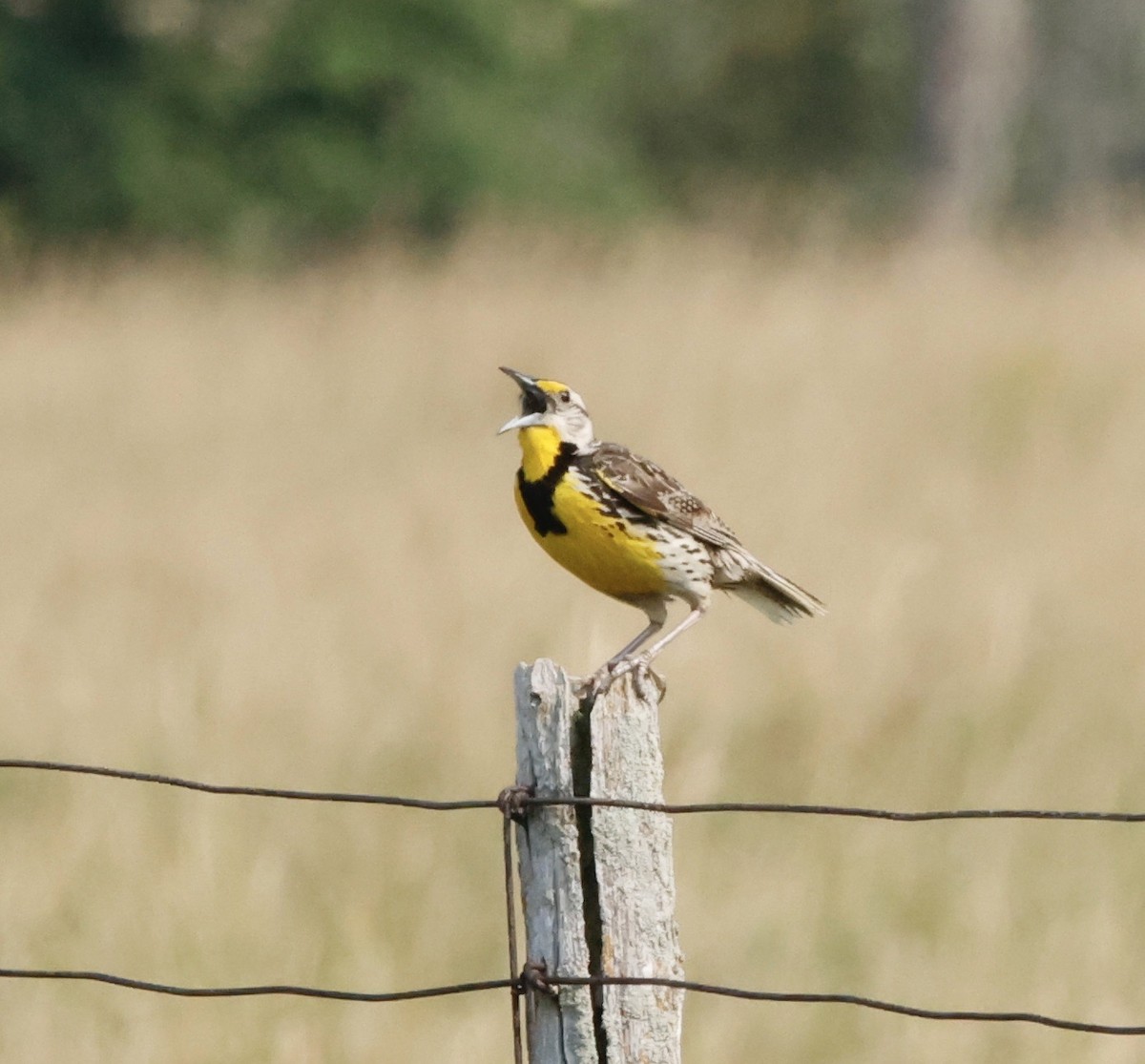 Eastern Meadowlark (Eastern) - ML639875799