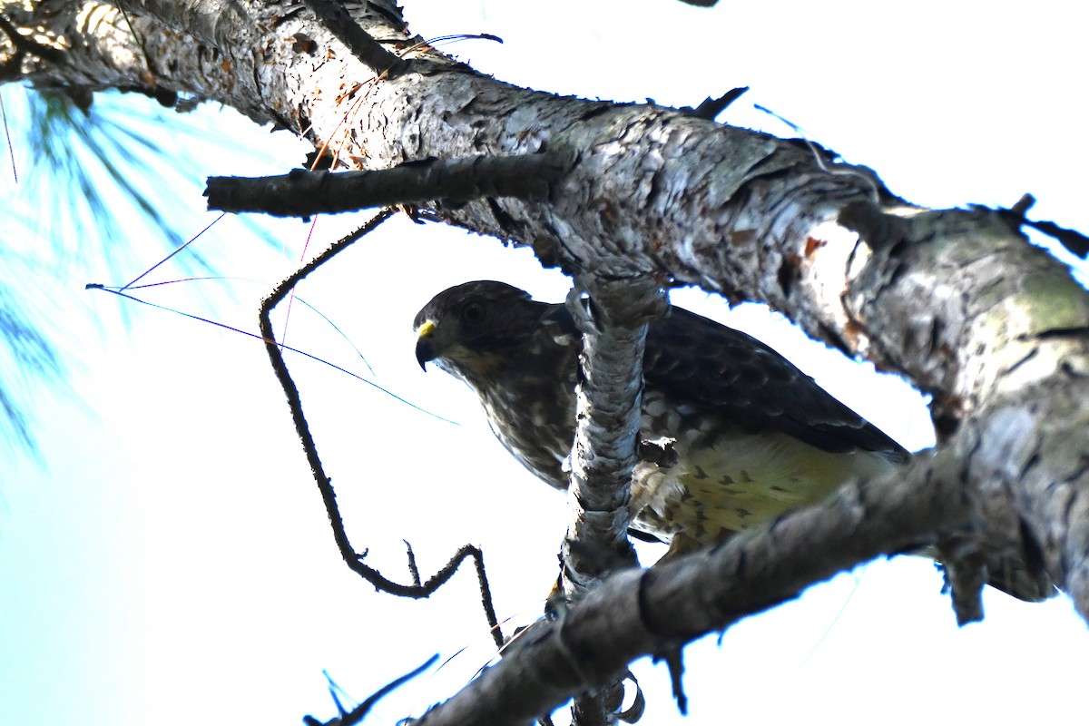 ハネビロノスリ - ML639875811