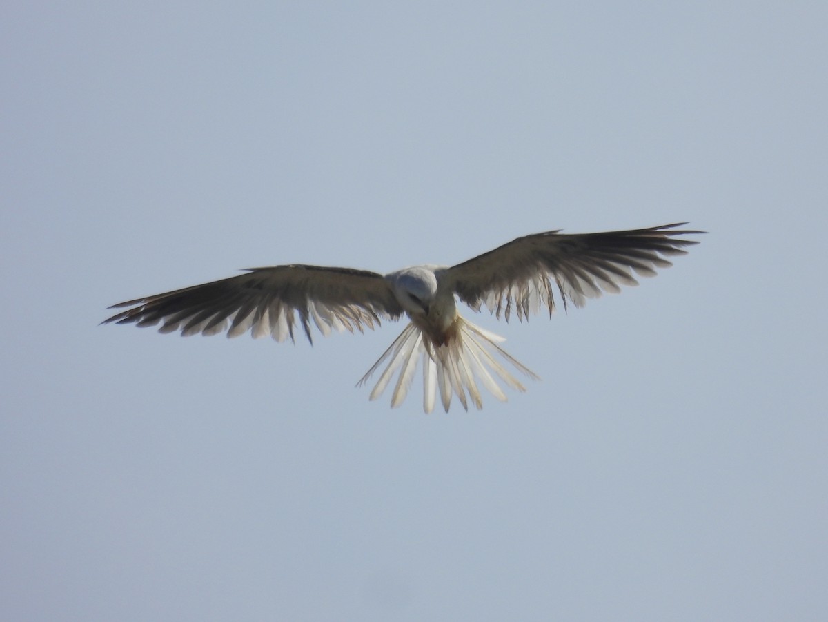 White-tailed Kite - ML639875832