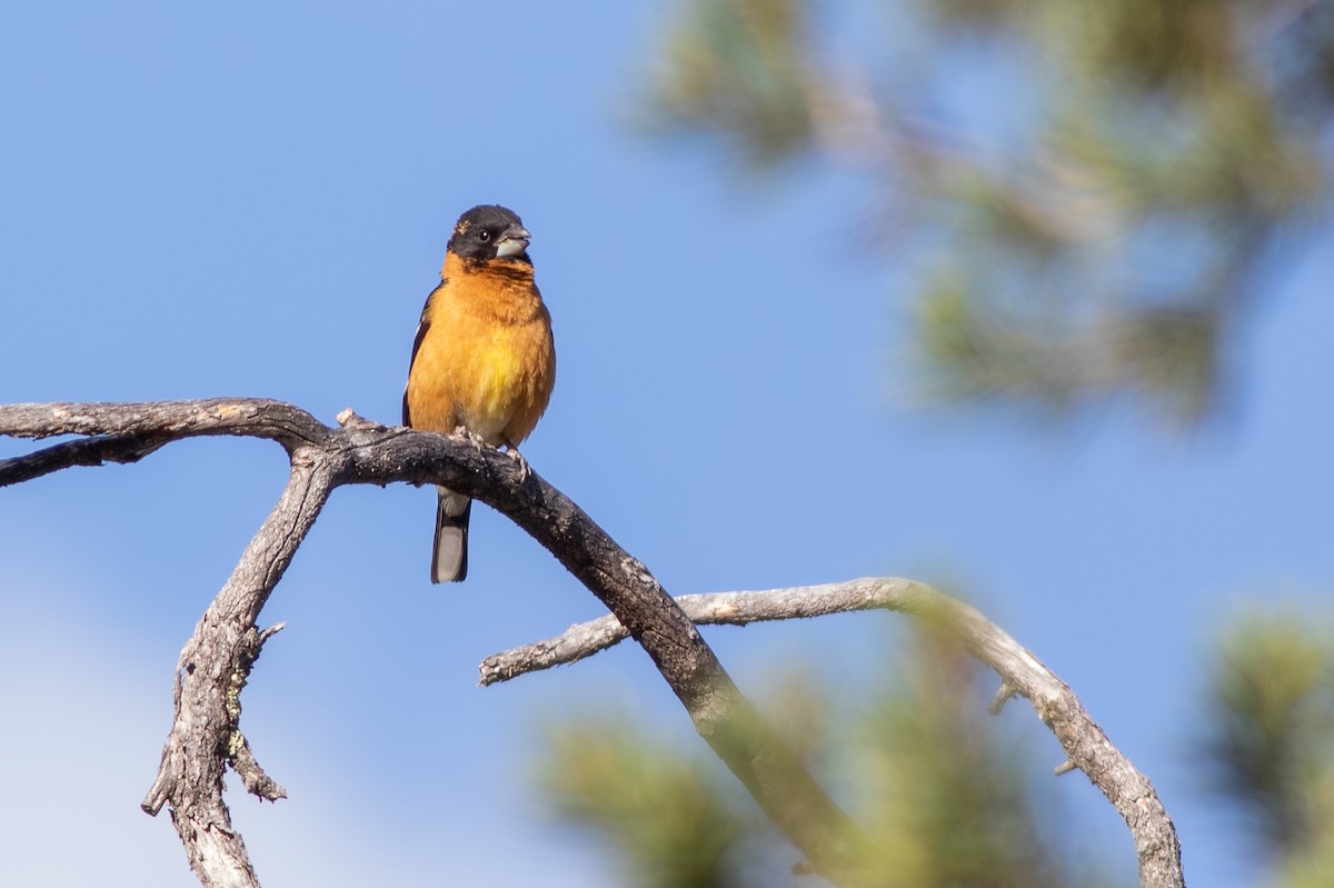 Black-headed Grosbeak - ML639875834