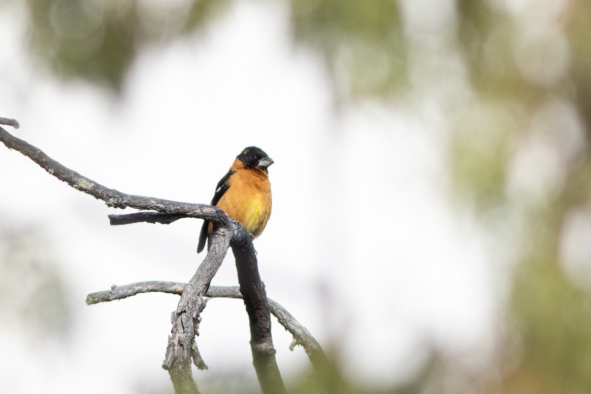 Black-headed Grosbeak - ML639875835