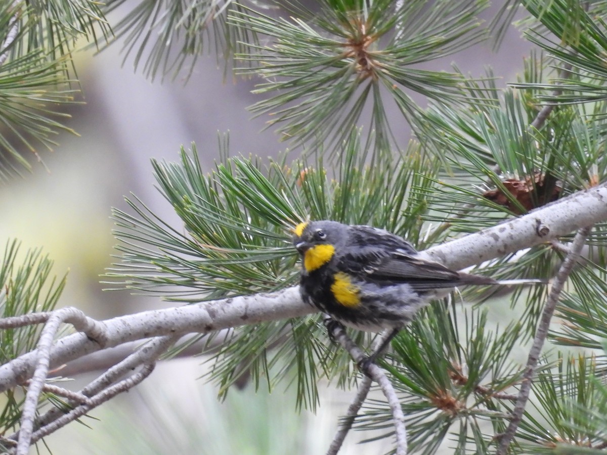 Yellow-rumped Warbler (Audubon's) - ML639875851