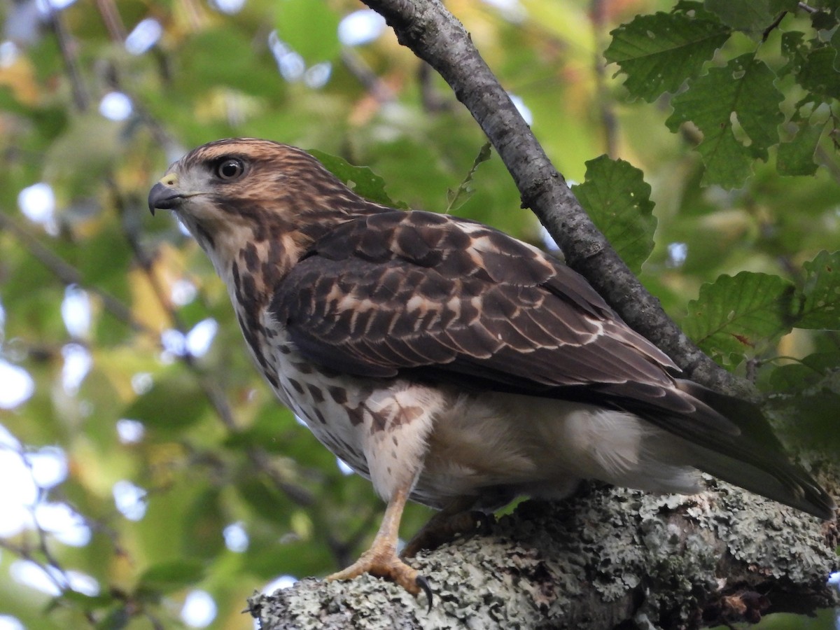 Broad-winged Hawk - ML639875857