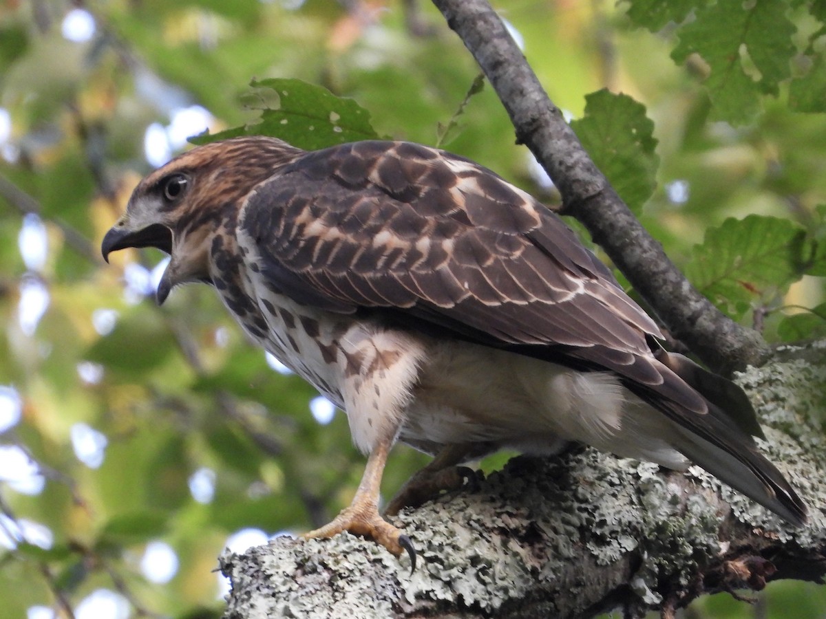 Broad-winged Hawk - ML639875858