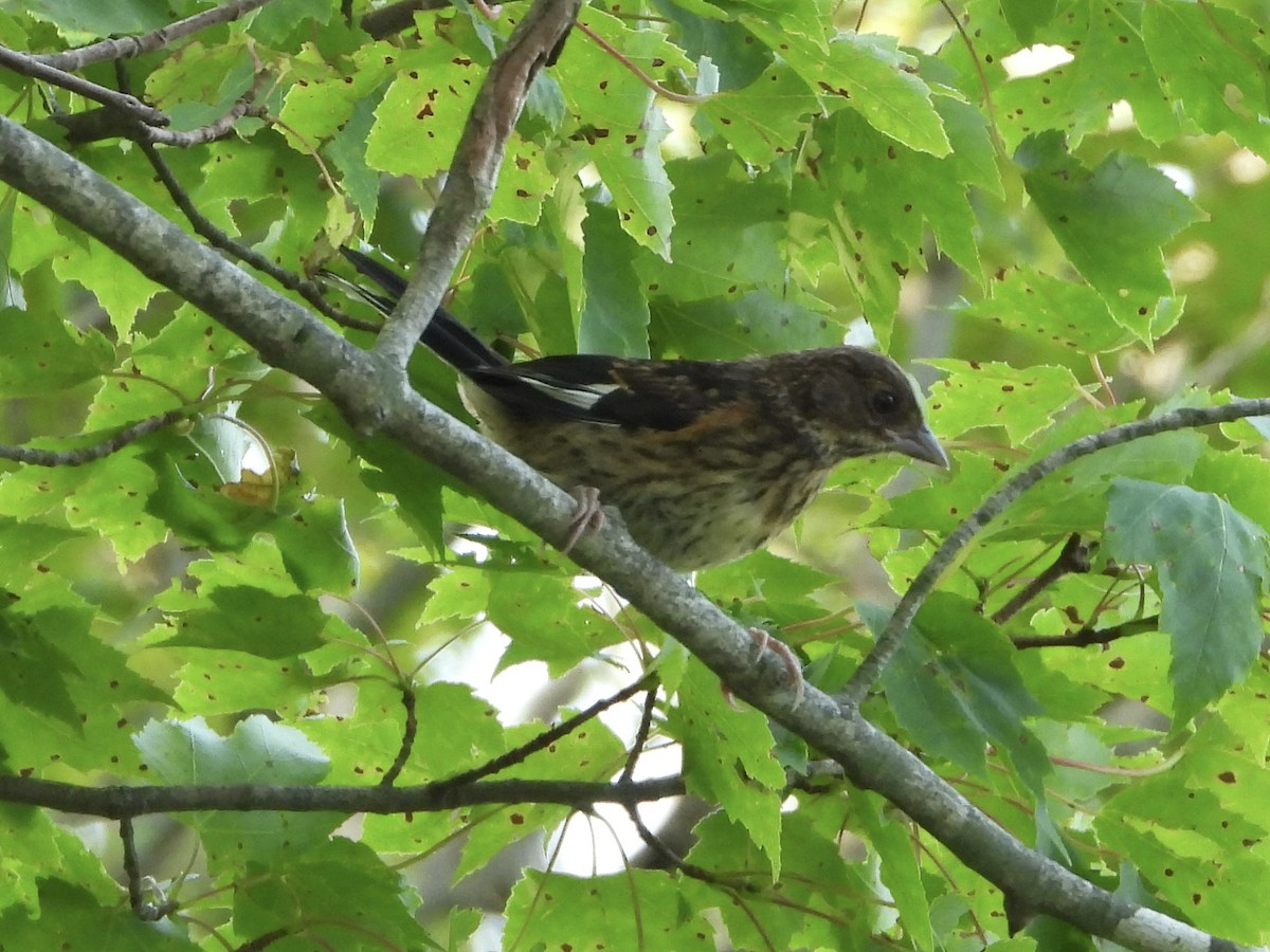 Eastern Towhee - ML639875901