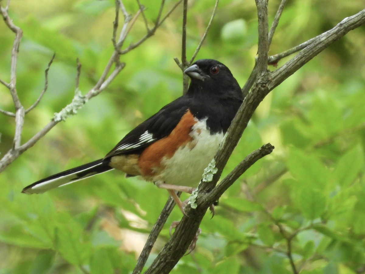 Eastern Towhee - ML639875902