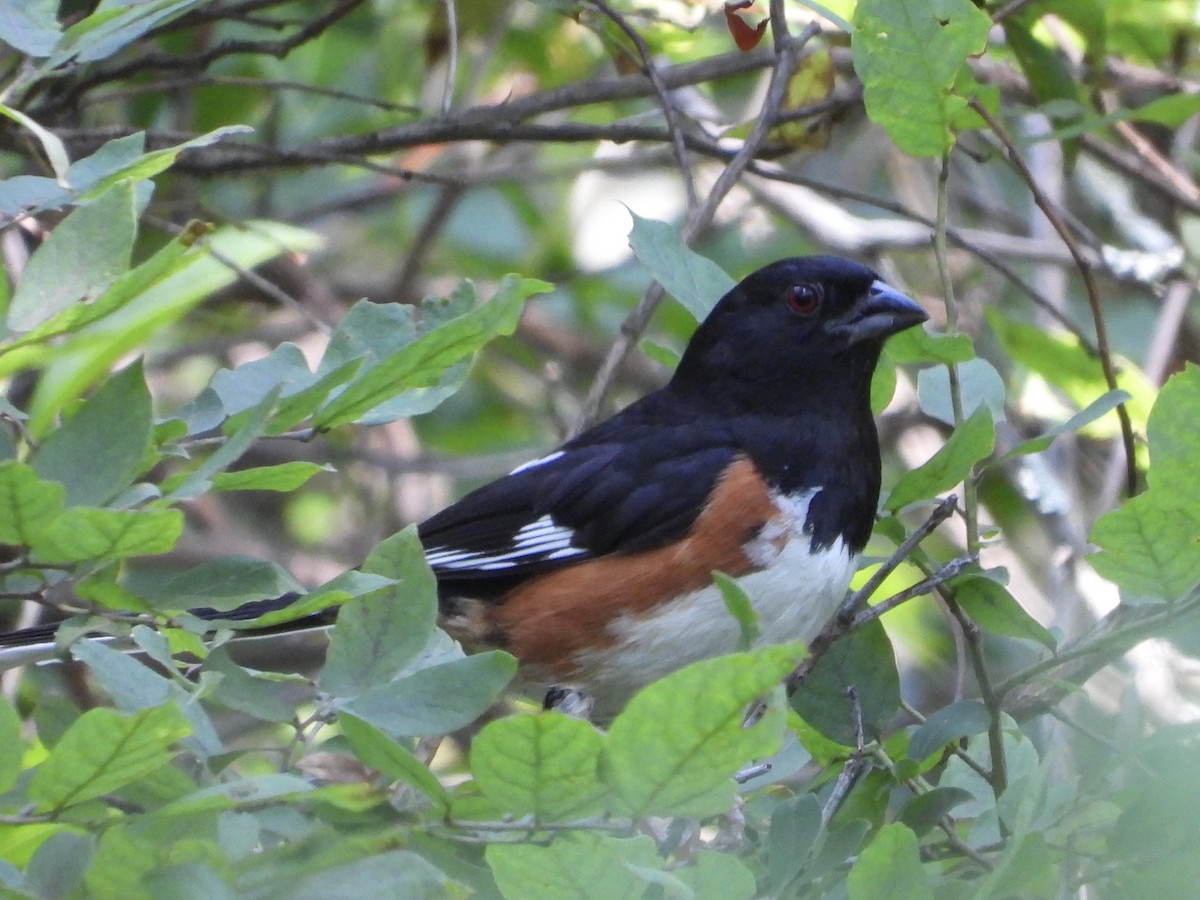 Eastern Towhee - ML639875903