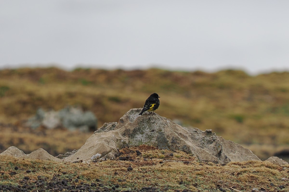 Black Siskin - ML639875977