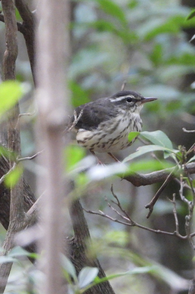 Louisiana Waterthrush - ML639875983