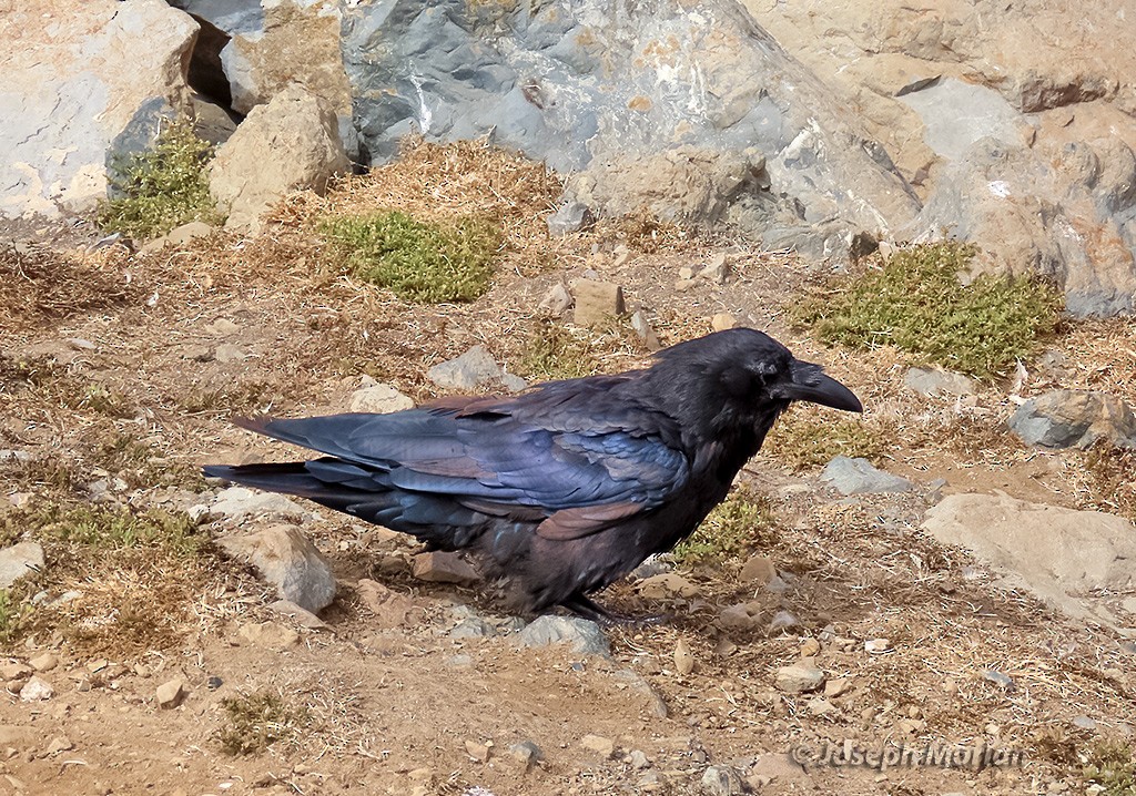 ravn - ML639875989
