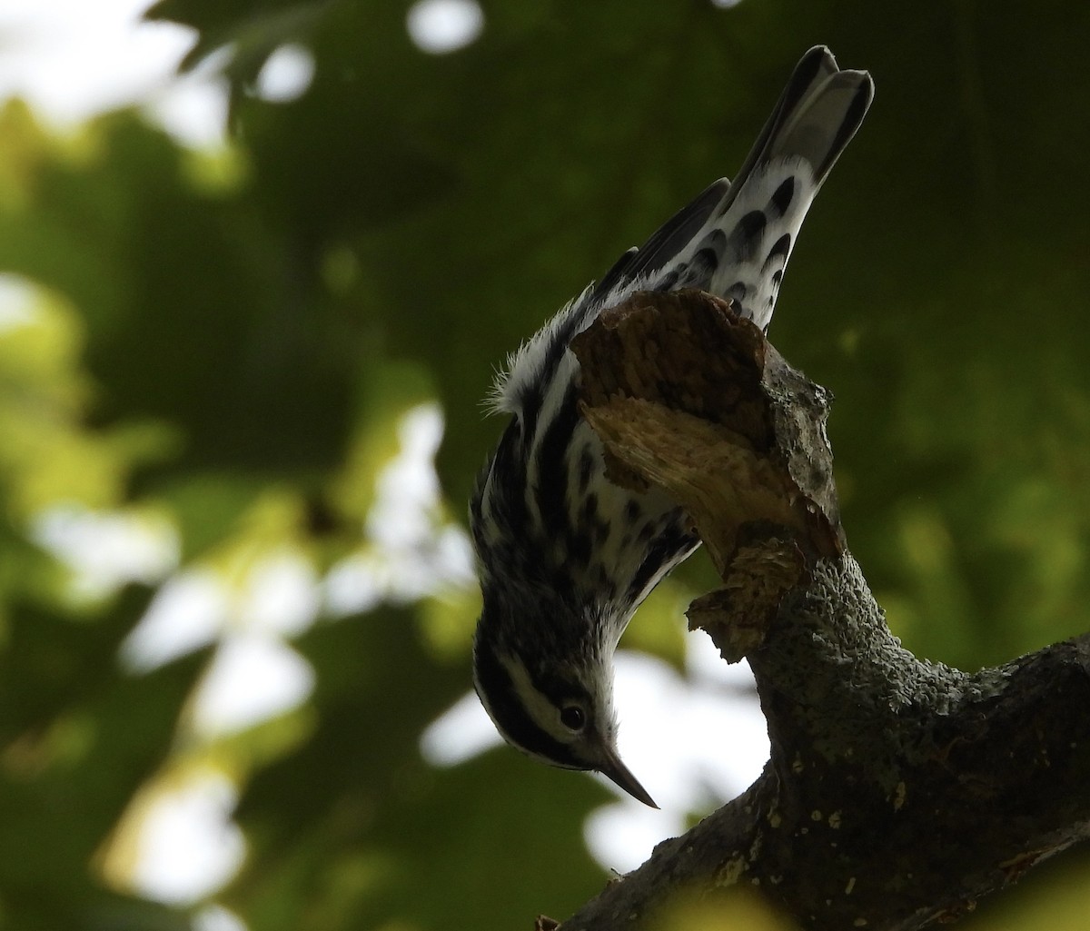 Black-and-white Warbler - ML639876044