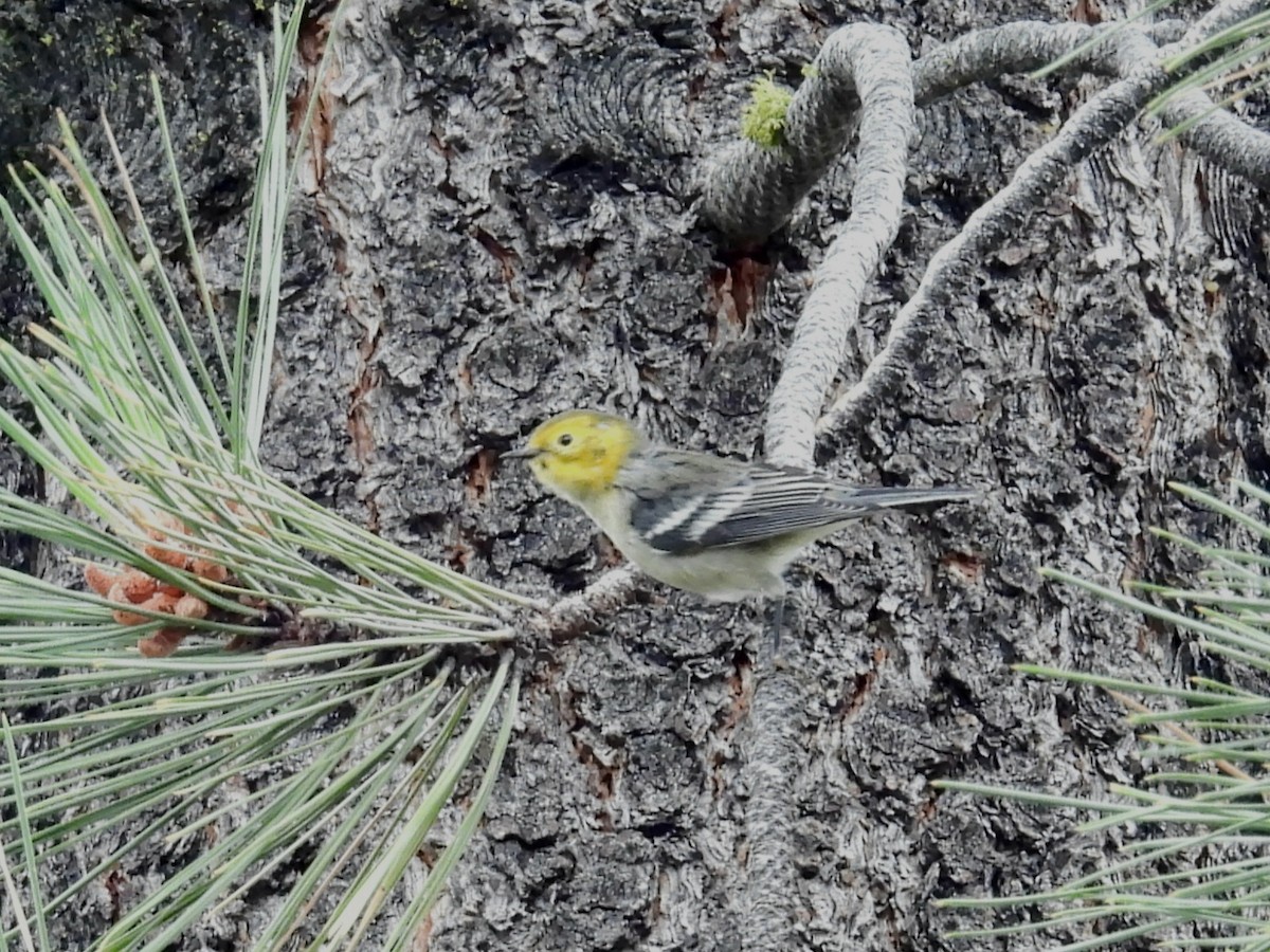 Hermit Warbler - ML639876055