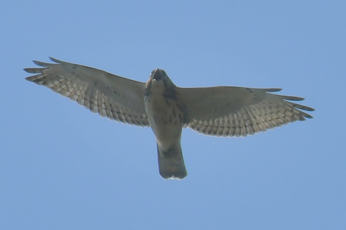 ハネビロノスリ - ML639876068