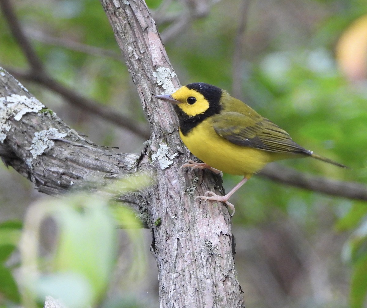 Hooded Warbler - ML639876074